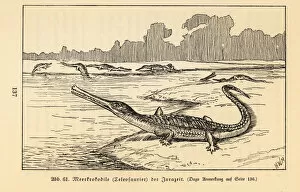 Images Dated 10th October 2019: Extinct sea crocodile, Teleosaurus genus, Jurassic period