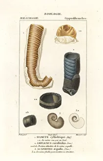 Extinct shells Extinct shells
