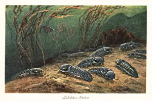 Dinosaur Prints: Extinct trilobites on the ocean floor