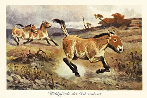 Pleistocene Prints: Extinct wild horses of the Diluvial