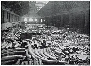 Tusk Prints: Extraordinary view of an entire floor of ivory in a huge warehouse