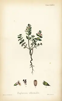 Homeopathica Prints: Eyebright, Euphrasia officinalis