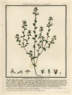 Eyebright, Euphrasia rostkoviana
