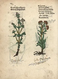 Amaranthus Gallery: Eyebright, Euphrasia rostkoviana, and heal-all