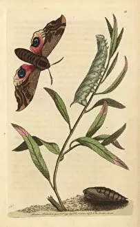 Eyed hawk-moth or ocellated sphinx: pupa, caterpillar