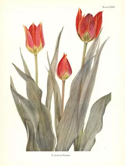 Tulip Gallery: Eyed tulip, Tulipa agenensis