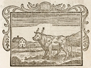 Asked Collection: Fable / Bull and Gnat