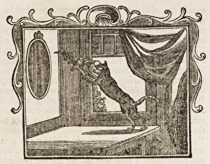 Dodsley Gallery: Fable / Cat and Bat