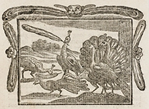 Dodsley Gallery: Fable / Daw & Feathers
