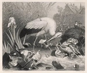 Proper Gallery: Fable / King Stork & Frogs