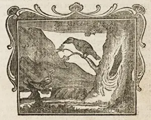 Fable / Magpie & Raven