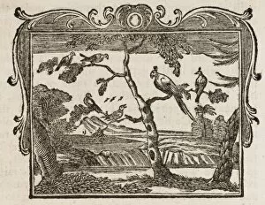 Warbler Gallery: Fable / the Mock-Bird