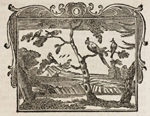 Adding Gallery: Fable / the Mock-Bird