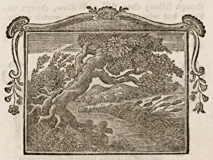 Dodsley Gallery: Fable / Oak & Willow