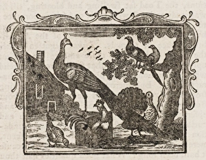 Dodsley Gallery: Fable / the Peacock