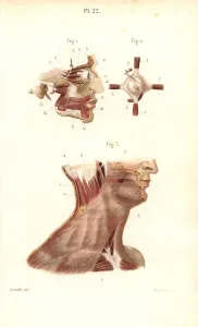 Masse Prints: Face, eye and neck muscles