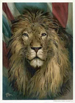 Animals Collection: Face of a Male Lion