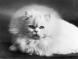 Face of White Persian