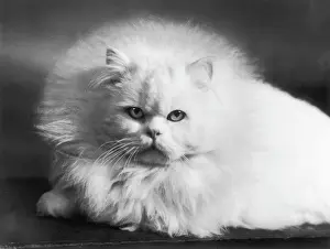 1961 Prints: Face of White Persian