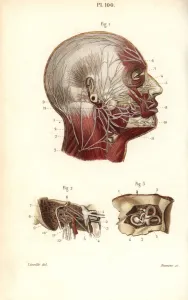 Leveille Prints: Facial and auditory nerves