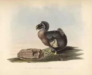 Melville Gallery: Facsimile of a picture of a dodo by Roelandt