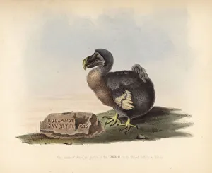Editor's Picks: Facsimile of a picture of a dodo by Roelandt