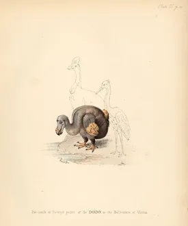 Melville Gallery: Facsimile of Roelandt Saverys picture of