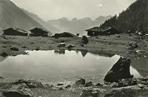 Valais Prints: Fafleralp in Lotschen, Switzerland - Horned Cattle