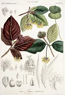 Fabidae Prints: Fagus sylvatica, European beech