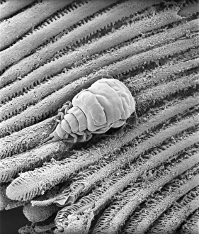 Micro Photography Gallery: Fagus sylvatica, European beech pollen