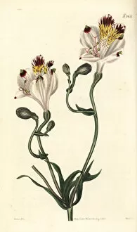 Alstroemeria Collection: Fair alstroemeria, Alstroemeria pulchra