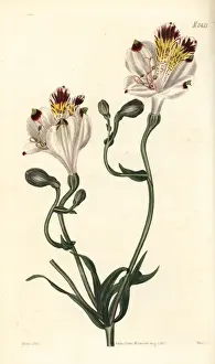 Campo Prints: Fair alstroemeria, Alstroemeria pulchra