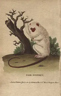 Simia Prints: Fair monkey or silvery marmoset with bright