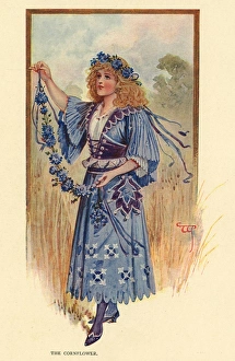 Images Dated 6th January 2016: Fairies of the Garden - The Cornflower