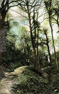 Fairlight Glen, Hastings, Sussex