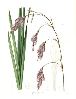 Maund Collection: Fairy bell, Dierama pendulum