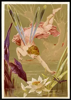 Fairy Chases Dragonfly