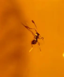 Miocene Prints: Fairy fly in Dominican amber