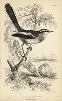 Flycatcher Prints: Fairy flycatcher or fairy warbler, Stenostira scita