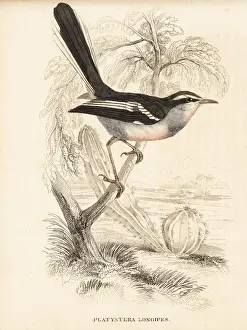 Flycatcher Prints: Fairy flycatcher, Stenostira scita