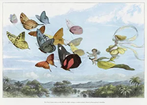 Doyle Collection: Fairy Queen