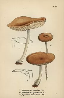Easy Gallery: Fairy ring champignon, Marasmius oreades 1