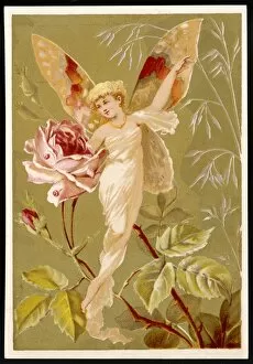 Fairies Gallery: Fairy on a Rose