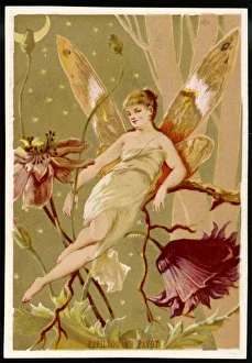 Fairies Gallery: Fairy on Twig