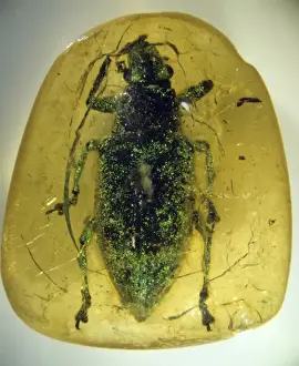 Fake amber