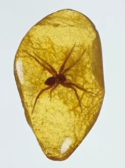 Araneae Gallery: Fake amber