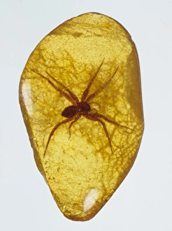 Araneae Gallery: Fake amber