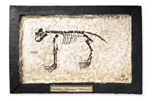 Fake rodent skeleton