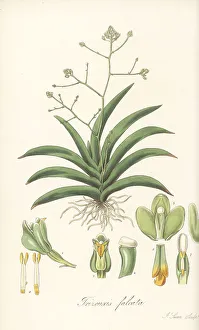Trinidad Prints: Falcate trizeuxis orchid, Trizeuxis falcata