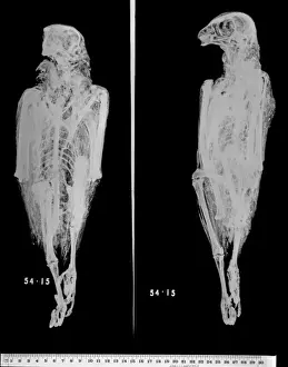 Falco Prints: Falco cherrug, saker falcon